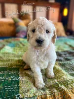 Ernie English Teddybear , a female Goldendoodle and English Goldendoodle for sale in Haslet, TX – Photo 1 of 4
