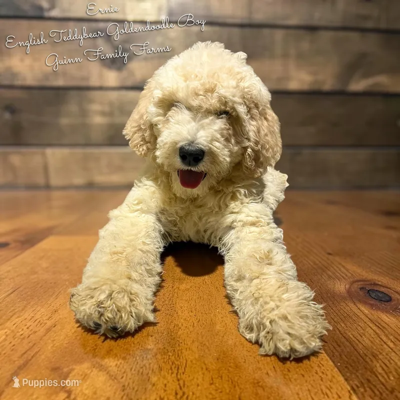 Ernie English Teddybear  – Goldendoodle, English Goldendoodle puppy for sale in Haslet, TX