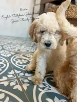 Ernie English Teddybear , a male Goldendoodle and English Goldendoodle for sale in Haslet, TX – Photo 6 of 8