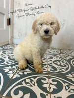 Ernie English Teddybear , a male Goldendoodle and English Goldendoodle for sale in Haslet, TX – Photo 7 of 8