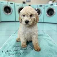 Ernie English Teddybear , a male Goldendoodle and English Goldendoodle for sale in Haslet, TX – Photo 1 of 5