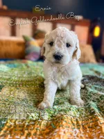 Ernie English Teddybear , a female Goldendoodle and English Goldendoodle for sale in Haslet, TX – Photo 3 of 4