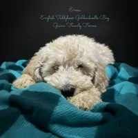 Ernie English Teddybear , a male Goldendoodle and English Goldendoodle for sale in Haslet, TX – Photo 3 of 8
