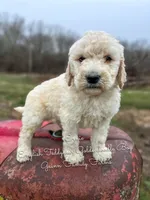 Ernie English Teddybear , a male Goldendoodle and English Goldendoodle for sale in Haslet, TX – Photo 4 of 5