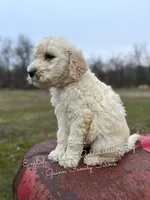 Ernie English Teddybear , a male Goldendoodle and English Goldendoodle for sale in Haslet, TX – Photo 5 of 5