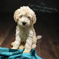 Ernie English Teddybear , a male Goldendoodle and English Goldendoodle for sale in Haslet, TX – Photo 1 of 8