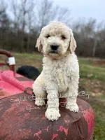 Ernie English Teddybear , a male Goldendoodle and English Goldendoodle for sale in Haslet, TX – Photo 3 of 5