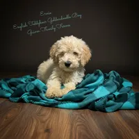 Ernie English Teddybear , a male Goldendoodle and English Goldendoodle for sale in Haslet, TX – Photo 2 of 8