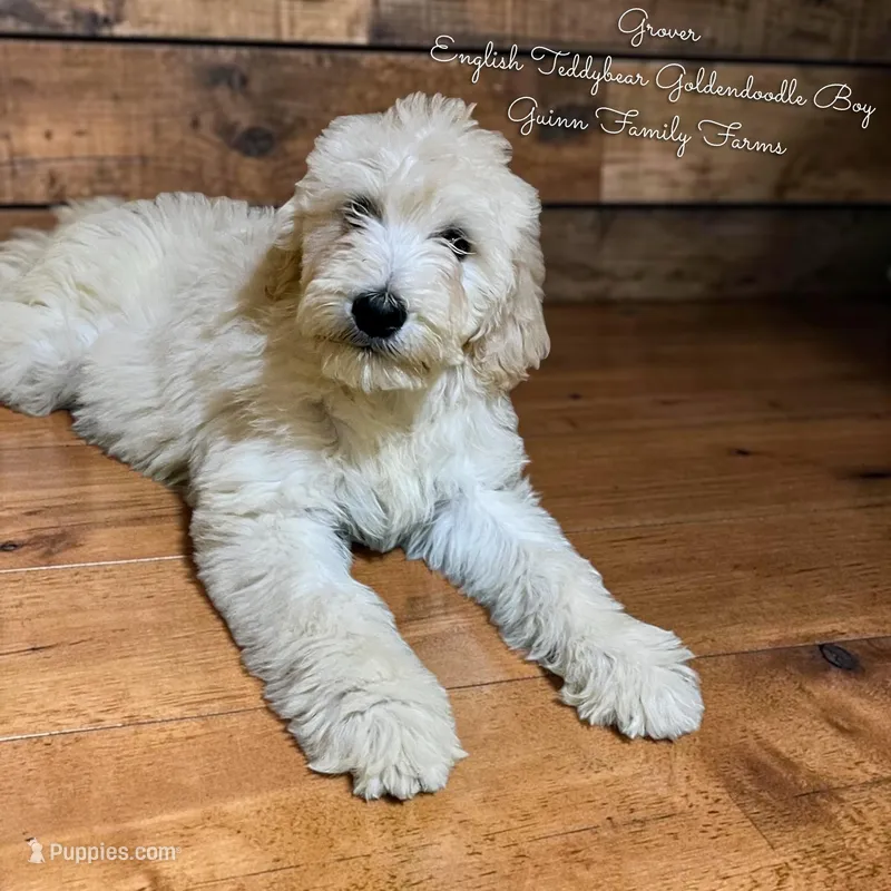 Grover  – Goldendoodle, English Goldendoodle puppy for sale in Haslet, TX