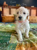 Ernie English Teddybear , a female Goldendoodle and English Goldendoodle for sale in Haslet, TX – Photo 4 of 4