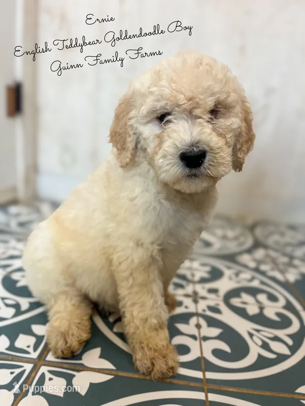 Ernie English Teddybear  – Goldendoodle, English Goldendoodle puppy for sale in Haslet, TX