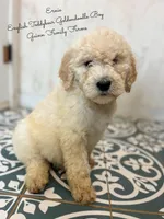 Ernie English Teddybear , a male Goldendoodle and English Goldendoodle for sale in Haslet, TX – Photo 4 of 8