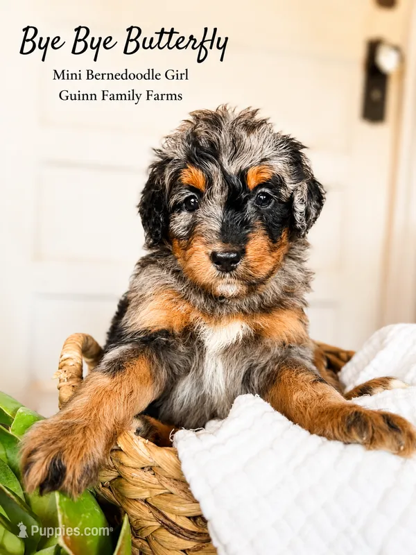 Bye Bye Butterfly – Bernedoodle, Miniature Bernedoodle puppy for sale in Haslet, TX