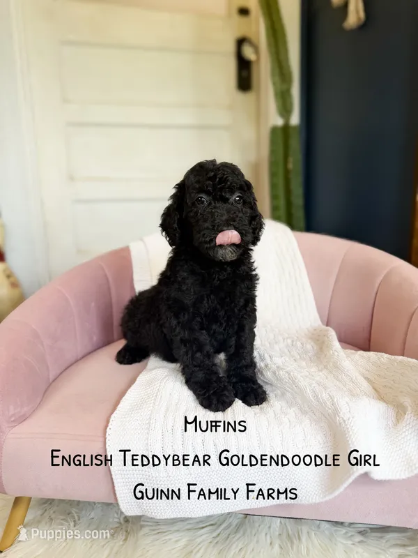 Muffin English  – Goldendoodle, English Goldendoodle puppy for sale in Haslet, TX
