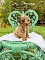 Tony Pepperoni Red Merle , a male Labradoodle for sale in Haslet, TX – 5 of 6