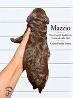 Mazzio Chocolate , a female English Goldendoodle and Miniature Goldendoodle for sale in Haslet, TX – 5 of 5