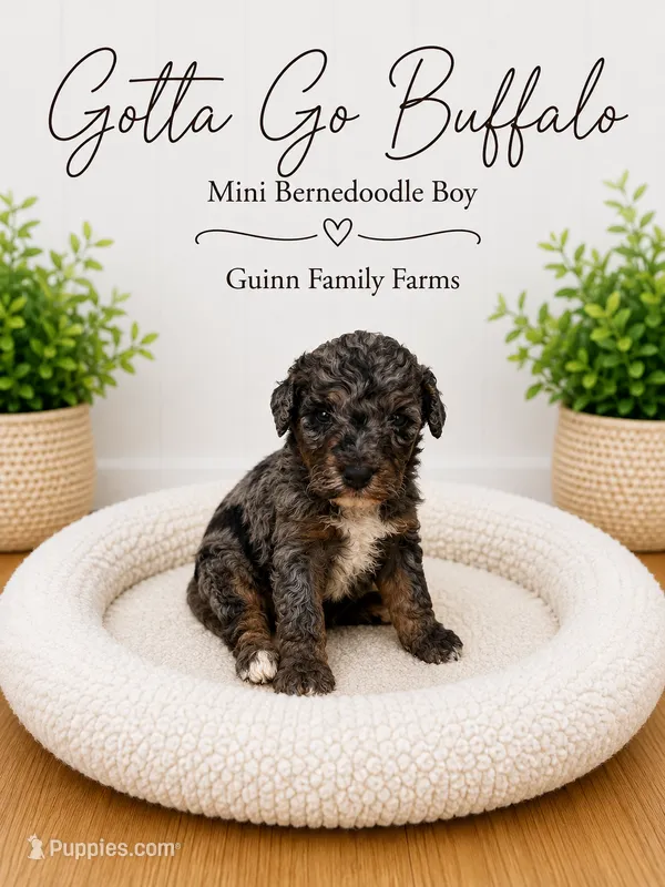 Gotta Go Buffalo – Bernedoodle, Miniature Bernedoodle puppy for sale in Haslet, TX