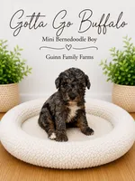 Gotta Go Buffalo, a female Bernedoodle and Miniature Bernedoodle for sale in Haslet, TX – 1 of 3