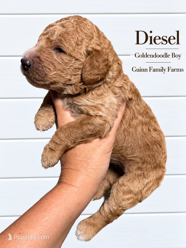Diesel – Goldendoodle puppy for sale in Haslet, TX