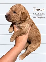Diesel, a female Goldendoodle for sale in Haslet, TX – 1 of 4