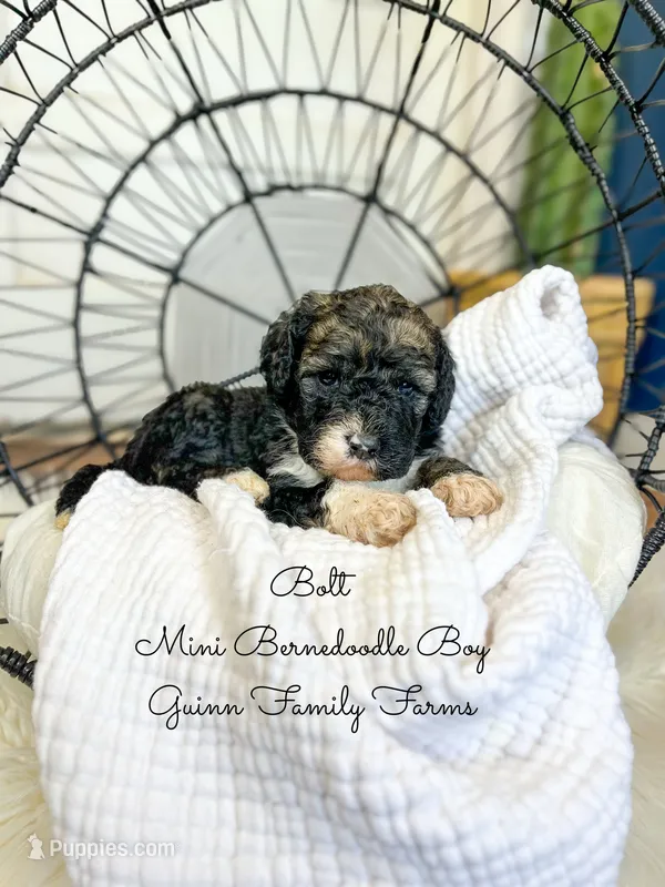 Bolt – Miniature Bernedoodle puppy for sale in Haslet, TX