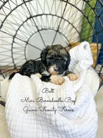 Bolt, a male Miniature Bernedoodle for sale in Haslet, TX – 1 of 5