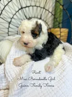 Rivet, a male Miniature Bernedoodle for sale in Haslet, TX – 5 of 6
