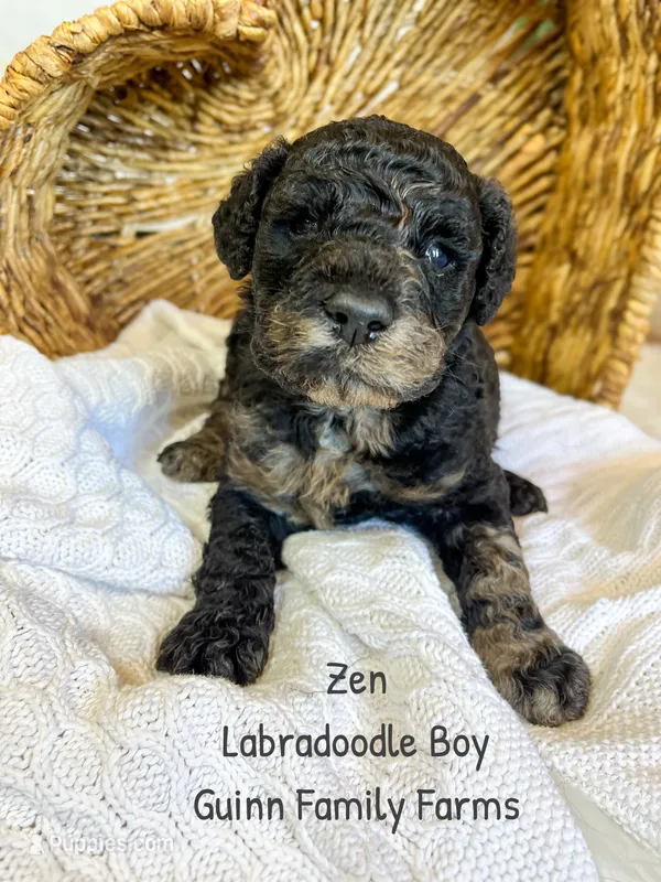 Zen Tweed Merle – Labradoodle puppy for sale in Haslet, TX