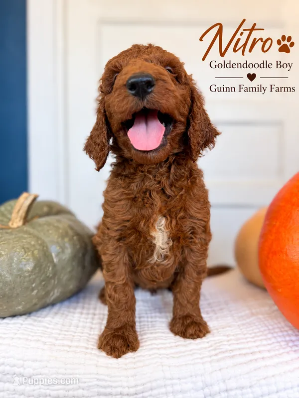 Nitro – Goldendoodle puppy for sale in Haslet, TX
