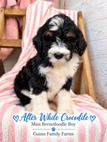 After While Crocodile , a female Bernedoodle and Miniature Bernedoodle for sale in Haslet, TX – 7 of 8