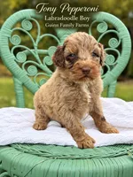 Tony Pepperoni Red Merle , a male Labradoodle for sale in Haslet, TX – 4 of 6