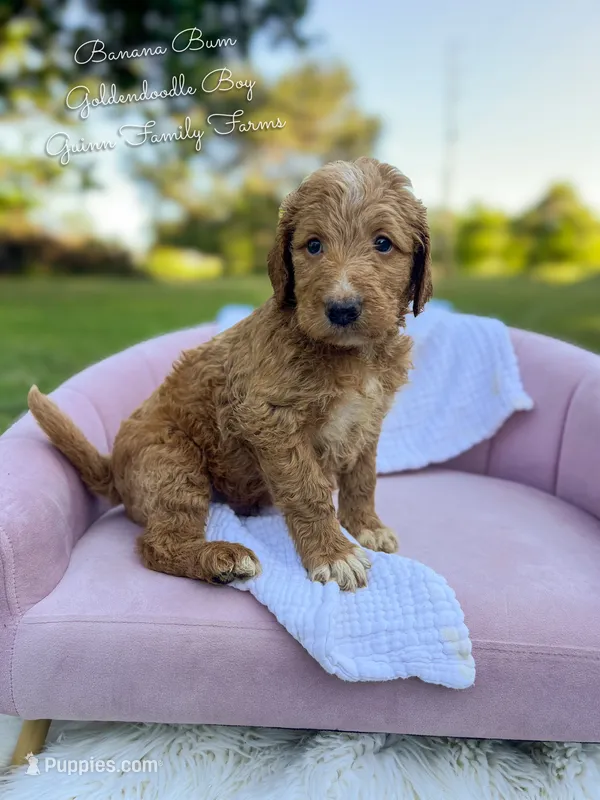 Banana Bum – Goldendoodle puppy for sale in Haslet, TX