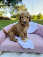 Banana Bum, a male Goldendoodle for sale in Haslet, TX – 1 of 6