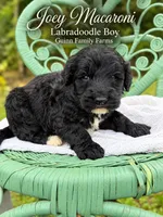 Joey Macaroni , a male Labradoodle for sale in Haslet, TX – 8 of 8