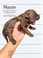 Mazzio Chocolate , a female English Goldendoodle and Miniature Goldendoodle for sale in Haslet, TX – 3 of 5