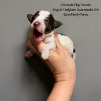 Chocolate Chip Pancake , a female Goldendoodle and English Goldendoodle for sale in Haslet, TX – 2 of 4