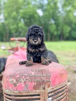 Drill Bit, a male Miniature Bernedoodle for sale in Haslet, TX – 5 of 5