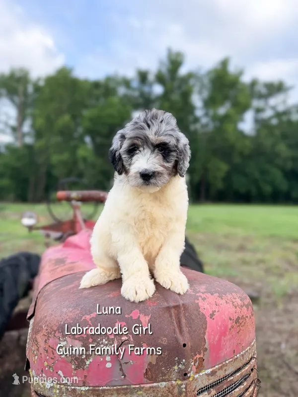 Luna – Labradoodle puppy for sale in Haslet, TX