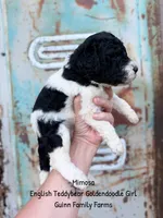 Mimosa English Teddybear Tri Color, a female Goldendoodle and English Goldendoodle for sale in Haslet, TX – 5 of 7