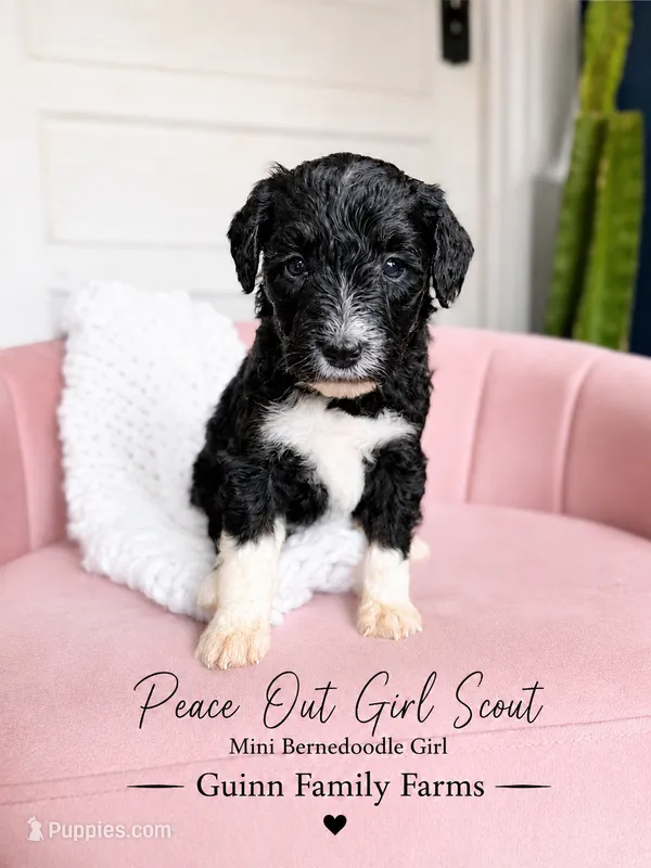 Peace Out Girl Scout  – Bernedoodle, Miniature Bernedoodle puppy for sale in Haslet, TX