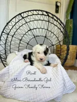 Rivet, a male Miniature Bernedoodle for sale in Haslet, TX – 4 of 6