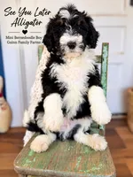 After While Crocodile , a female Bernedoodle and Miniature Bernedoodle for sale in Haslet, TX – 2 of 8