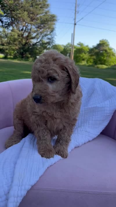 Strawberry Kiss, a female Goldendoodle for sale in Haslet, TX – 6 of 6