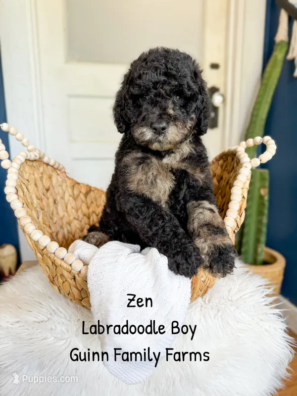 Zen Tweed Merle – Labradoodle puppy for sale in Haslet, TX
