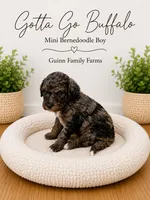 Gotta Go Buffalo, a female Bernedoodle and Miniature Bernedoodle for sale in Haslet, TX – 2 of 3