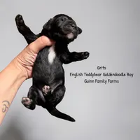 Grits English Teddybear , a male Goldendoodle and English Goldendoodle for sale in Haslet, TX – 3 of 3