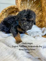 Chuck Wagon, a male Goldendoodle for sale in Haslet, TX – 5 of 6