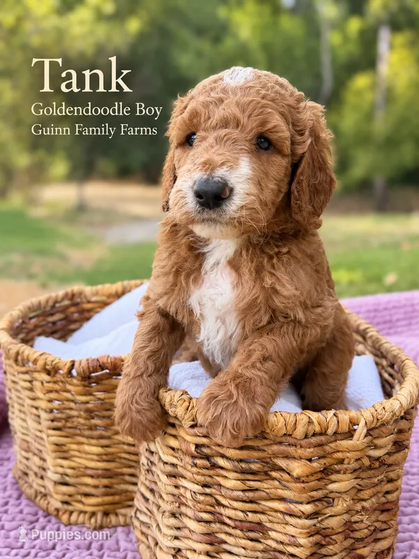 Tank – Goldendoodle puppy for sale in Haslet, TX