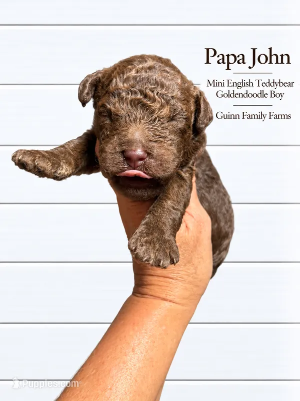 PaPa John Chocolate – English Goldendoodle, Miniature Goldendoodle puppy for sale in Haslet, TX