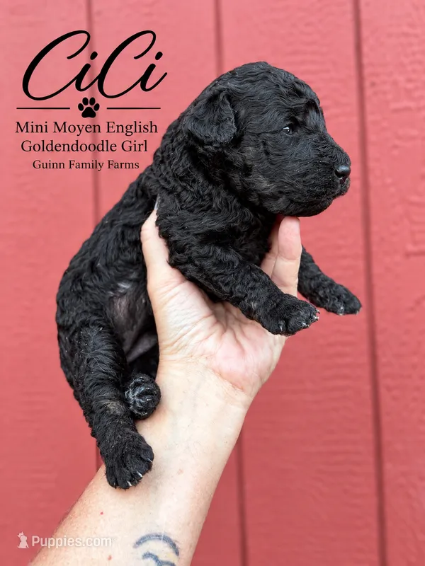 CiCi Phantom – English Goldendoodle, Miniature Goldendoodle puppy for sale in Haslet, TX